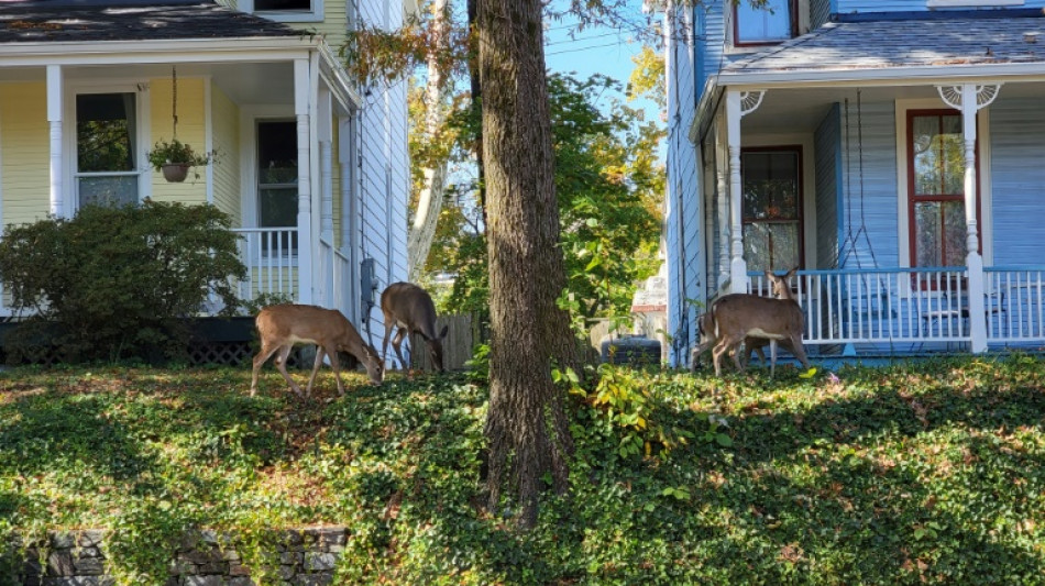 Dans la capitale américaine, "Bambi" n'est plus le bienvenu