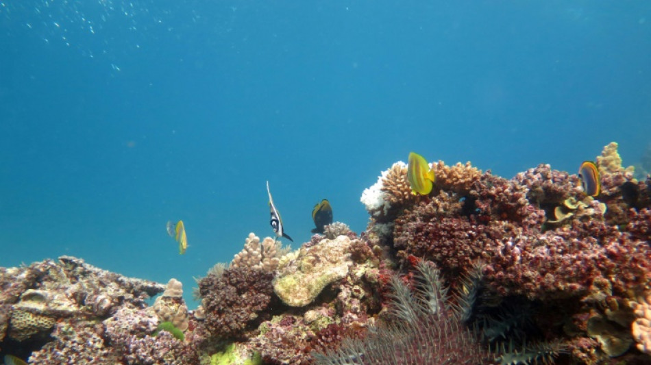 Australia pumps cash into Great Barrier Reef protection