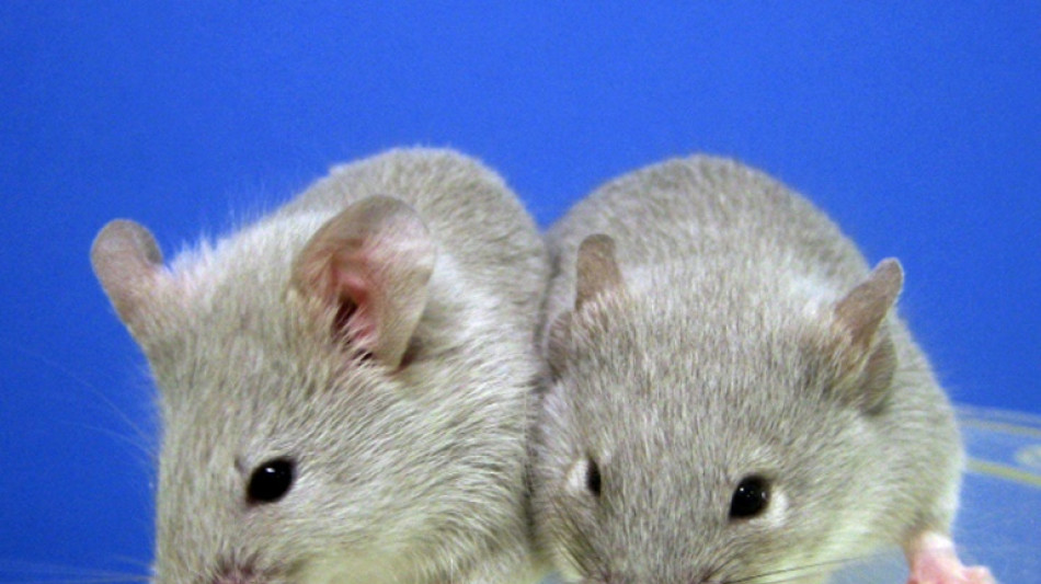 'Revolutionary': Scientists create mice with two fathers