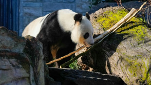 La Chine va remplacer les deux pandas géants prêtés à l'Australie