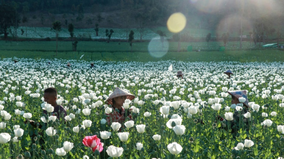 Opium farming takes root in Myanmar's war-wracked landscape