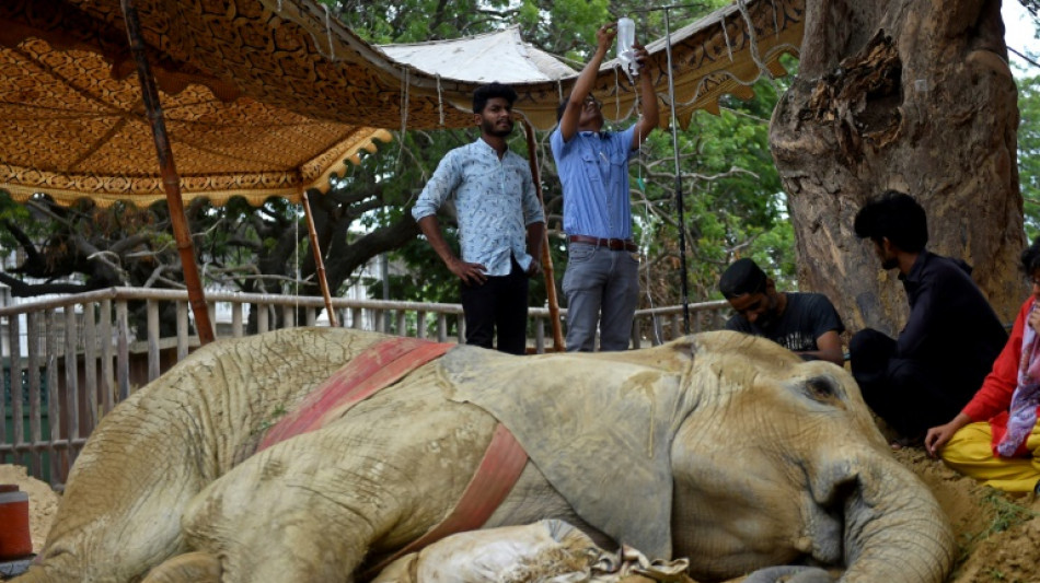 Elefanta de un zoológico de Pakistán podría ser eutanasiada