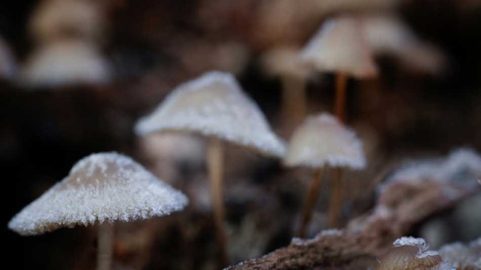 Zoll ermittelt in Baden-Württemberg wegen großer Mengen gesammelter Pilze