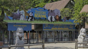 Après les pandas, la Chine va prêter des singes dorés au ZooParc de Beauval