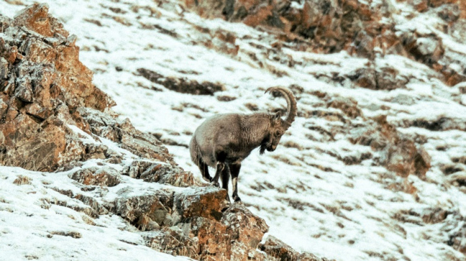 Mongolia's wildlife at risk from overgrazing