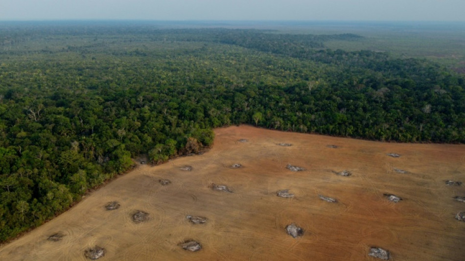 Recul de la déforestation en Amazonie brésilienne sur un an