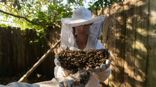 "Defensora de las abejas" retira colmenas de forma ecológica en EEUU