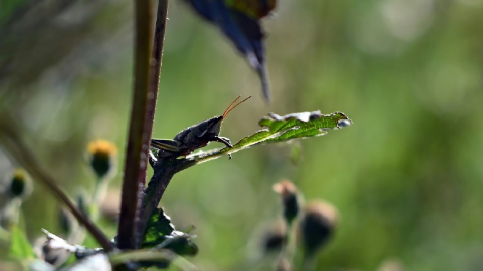 Adorados por los aztecas, chapulines asoman como alternativa a desnutrición infantil en México