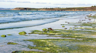 Algues vertes: "pas à un niveau très élevé" en début de saison en Bretagne (expert)