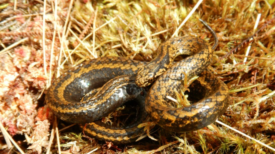 Cobra 'Harrison Ford' é descoberta em floresta do Peru