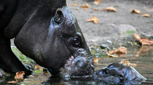 Auf Tauchstation: Mini-Hippo in Berliner Zoo erstmals auf Außenanlage unterwegs