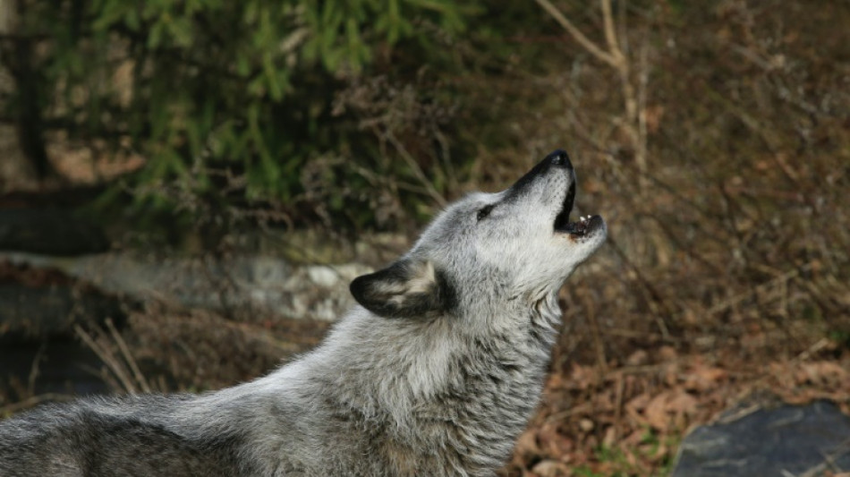 US Republicans vote to remove wolf protections