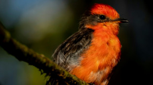 On Galapagos Islands, Darwin's flycatcher makes a tiny comeback