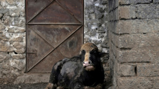 Foot-and-mouth variant hits Iraq buffaloes, threatening livelihoods