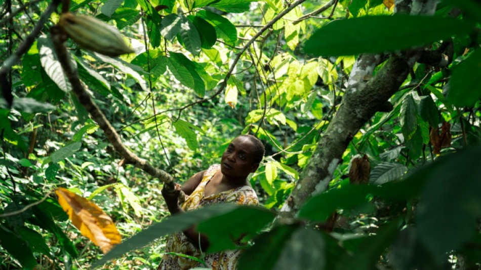 Armed groups covet cocoa in eastern DR Congo
