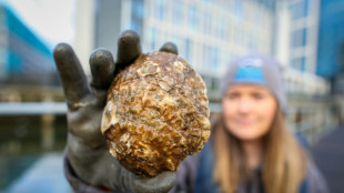 Native oysters return to Belfast after a century's absence