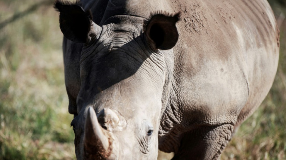 Nashorn-Wilderei im Krüger-Nationalpark geht zurück