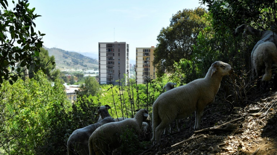 A Barcelone, des moutons et des chèvres contre les incendies