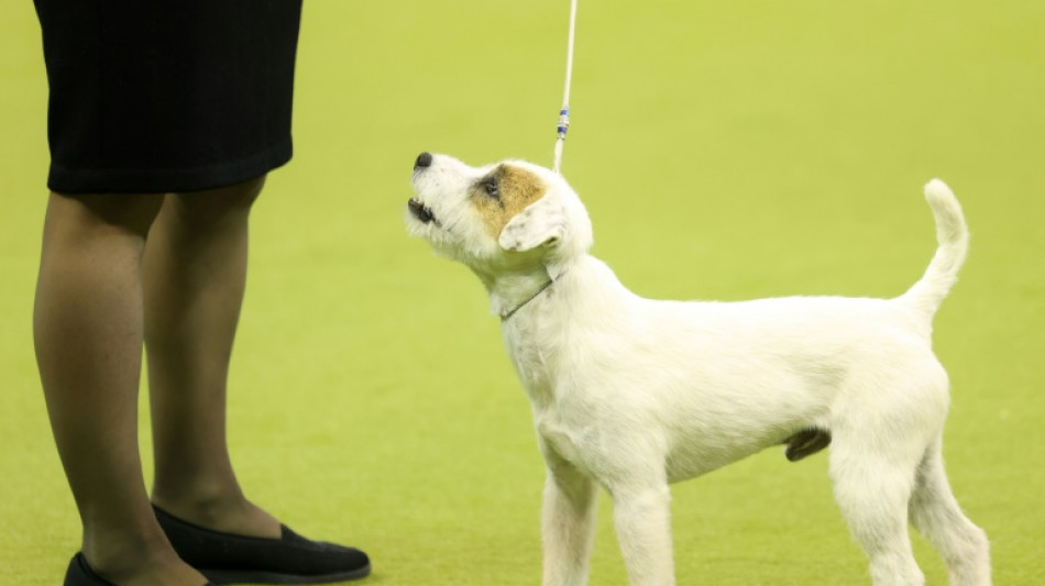 Le chien suit le regard du maître pour comprendre son intention