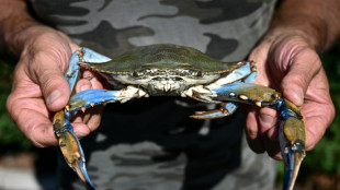 Los pescadores de almejas en Italia temen "invasión" de cangrejos azules