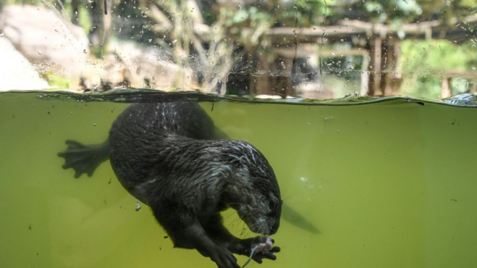 Fischotter dürfen in Bayern auch ausnahmsweise nicht mehr getötet werden