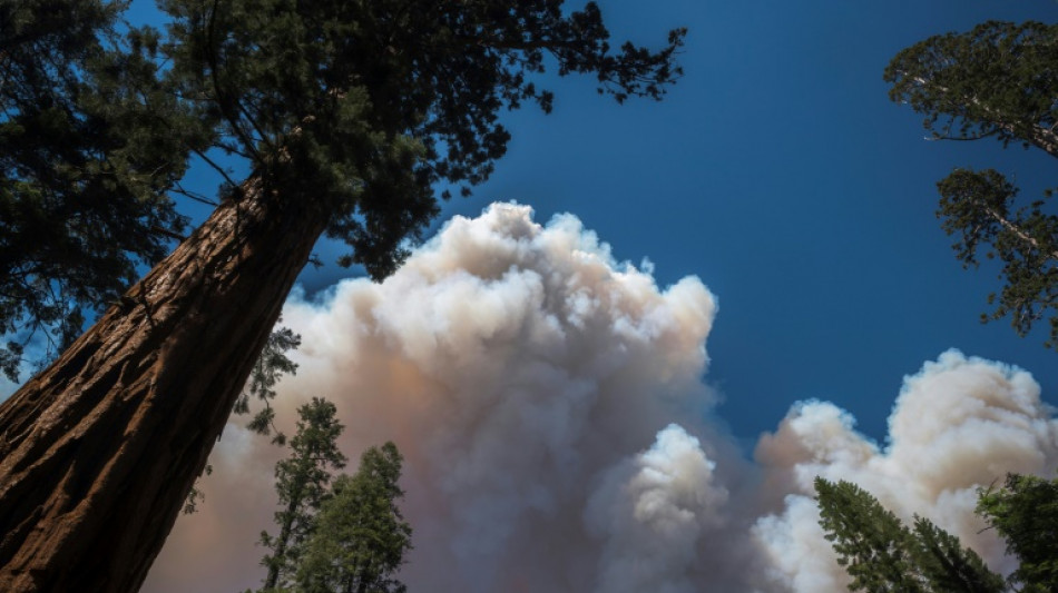 California wildfire threat to Yosemite giant sequoias 'almost gone'