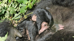 Virunga-Nationalpark im Kongo bestätigt Geburt von zwei Gorilla-Babys