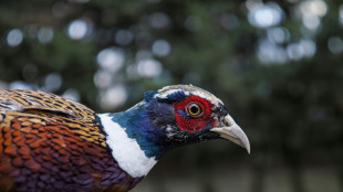 Les faisans ne sont pas tous égaux face au renard