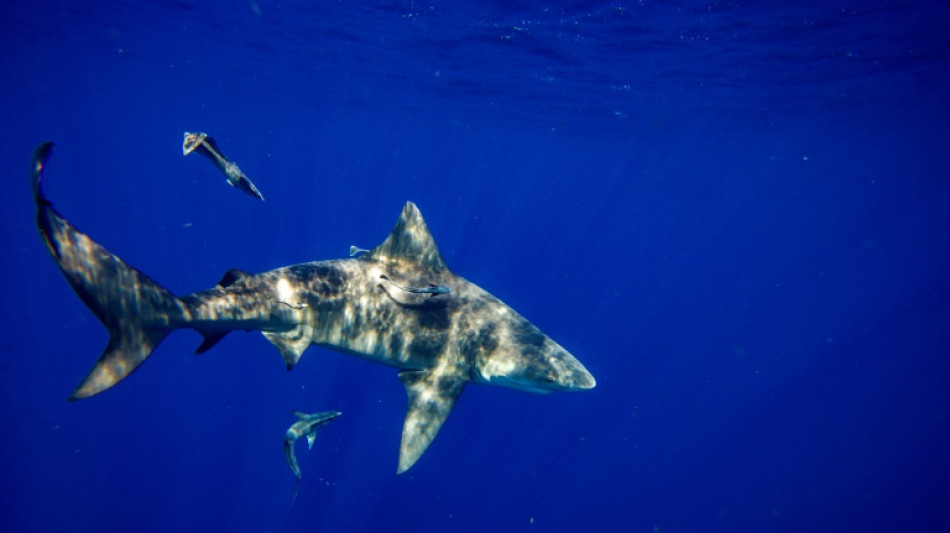 Boy loses part of leg to shark bite off Florida coast