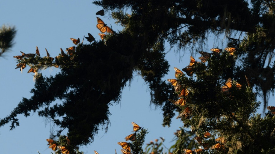 Mariposas monarca en peligro de extinción buscan sobrevivir en California