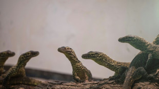 Indonesian zoo breeds dozens of endangered baby Komodo dragons