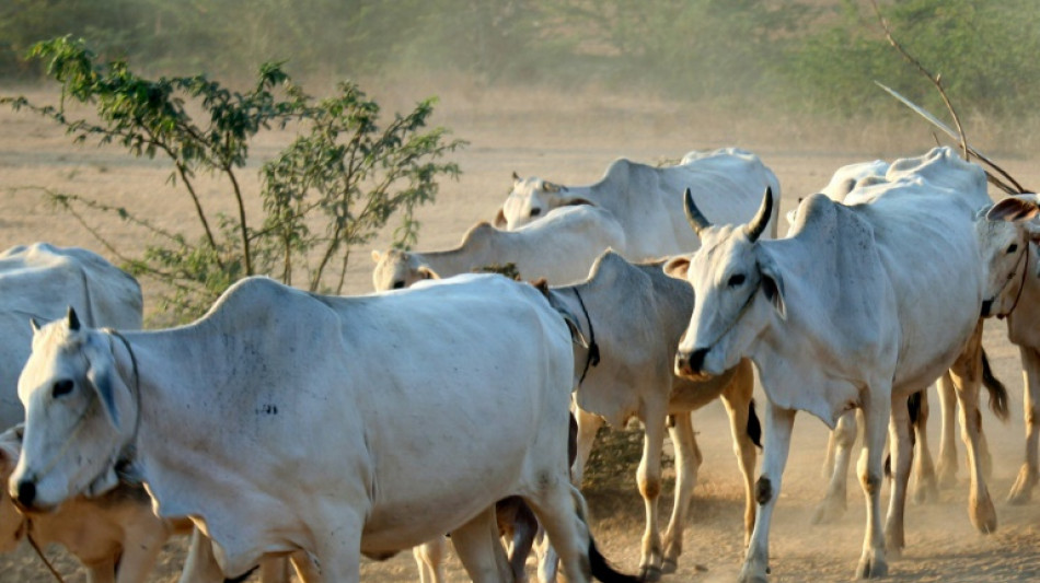 Zebu-Rinder in Hessen vergiftet - fünf Tiere tot