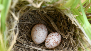 Les victimes d'une espèce de coucou se rebellent grâce à la génétique