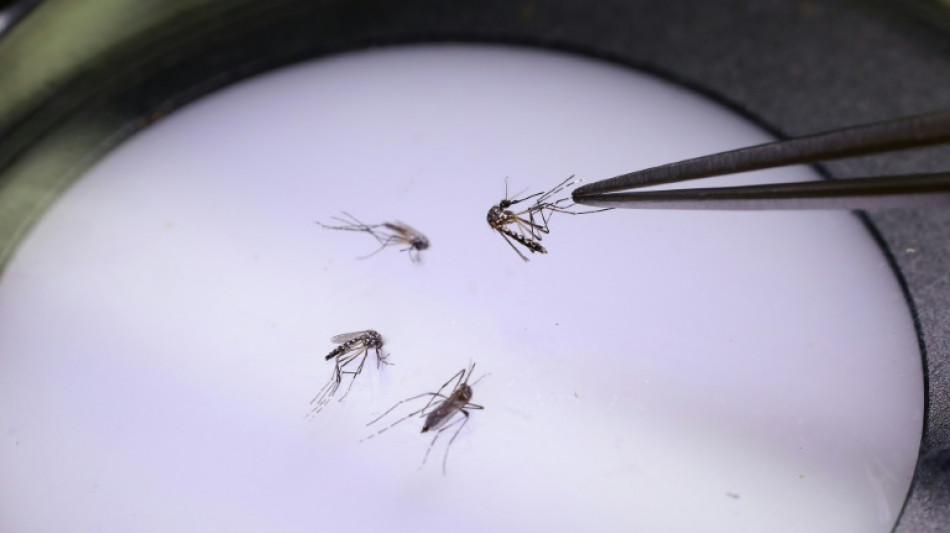 En Colombie, une usine à moustique pour lutter contre la dengue et la désinformation