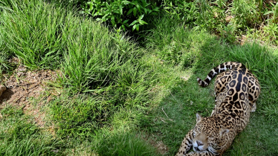 México: Frida y la nueva vida de grandes felinos que habían sido convertidos en mascotas