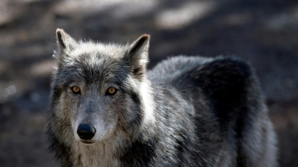 Le nouveau "plan loup" décrié par les écologistes et les éleveurs