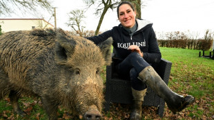 Gezähmte Wildsau Rillette darf bei Besitzerin in Frankreich bleiben