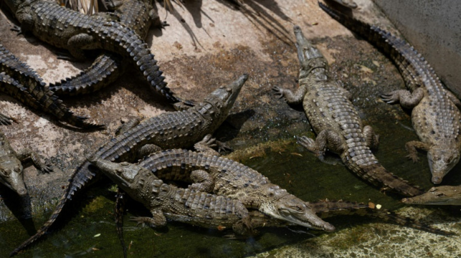 Salvando al caimán del Orinoco, el mayor depredador de los ríos de Sudamérica