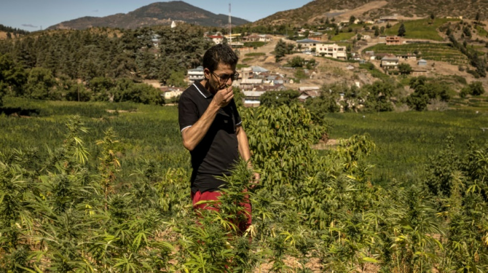 Maroc: dans le Rif, la production de cannabis médical attendue comme un remède