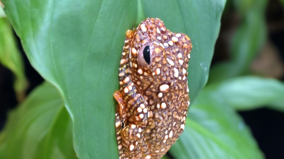 Une grenouille se camoufle en crotte pour échapper aux prédateurs, selon une étude