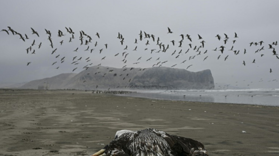 Perú reporta muerte de 585 lobos marinos y 55.000 aves por influenza aviar