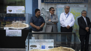 Perú presenta un fósil del "abuelo" del tiburón blanco