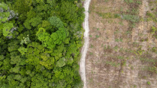 Países ricos y en desarrollo retoman el pulso sobre la biodiversidad en Roma