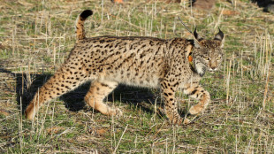 Spagna: lince iberica non più fra le specie a rischio estinzione