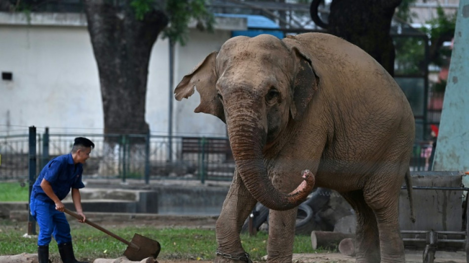 Indignación en Vietnam por dos elefantas que viven encadenadas en el zoo