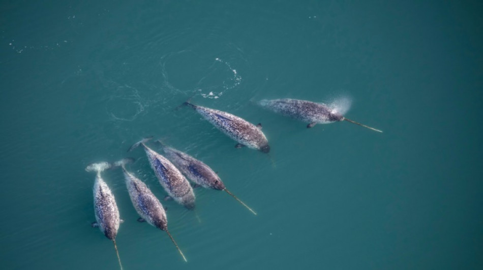 Narwhals' hungry summers as climate warms