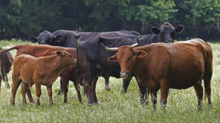 Il Texas vuole cambiare il nome alla bistecca 'New York strip'