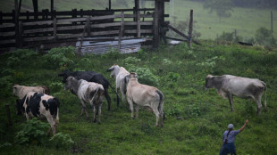 Enclos et rotations de pâturage: des éleveurs d'Amazonie colombienne se réconcilient avec la forêt