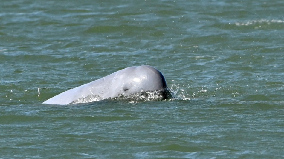 The battle to save Cambodia's river dolphins from extinction