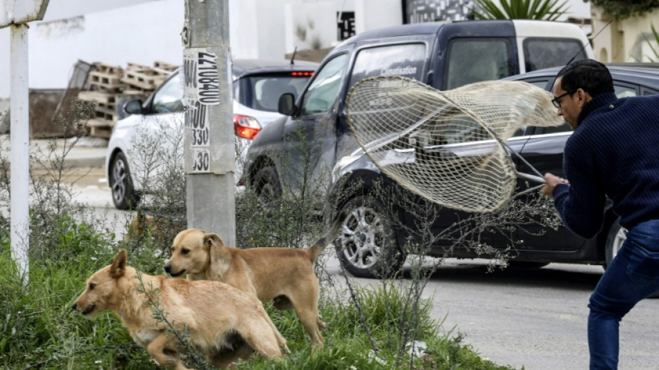 L'inquiétude monte au Maghreb après des attaques de chiens errants